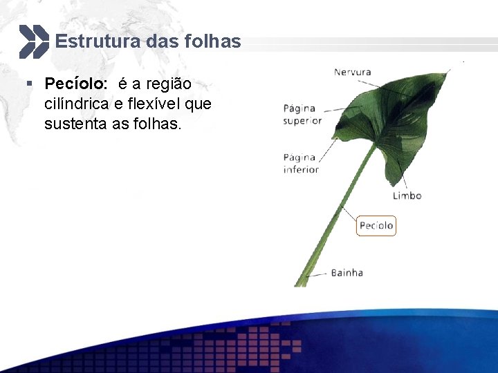 Estrutura das folhas § Pecíolo: é a região cilíndrica e flexível que sustenta as