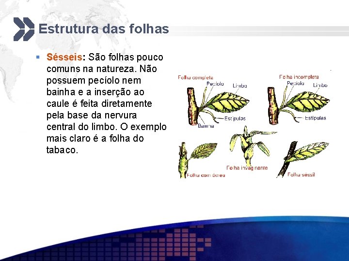 Estrutura das folhas § Sésseis: Sésseis São folhas pouco comuns na natureza. Não possuem