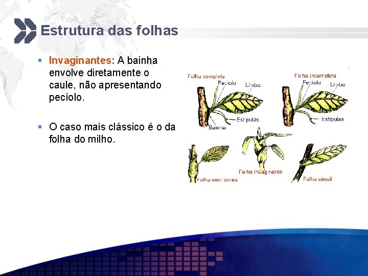 Estrutura das folhas § Invaginantes: A bainha envolve diretamente o caule, não apresentando pecíolo.