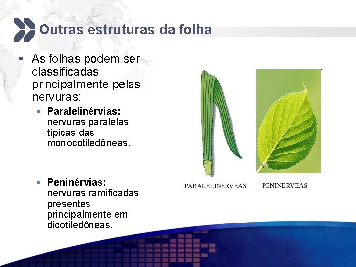 Outras estruturas da folha § As folhas podem ser classificadas principalmente pelas nervuras: §