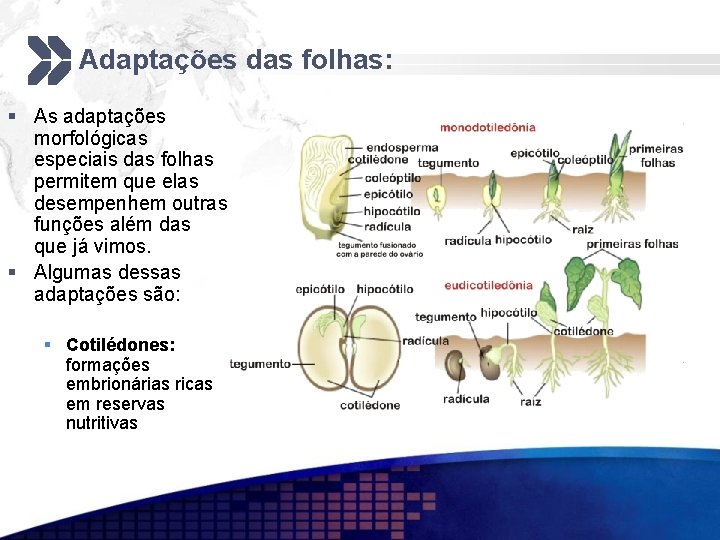 Adaptações das folhas: § As adaptações morfológicas especiais das folhas permitem que elas desempenhem