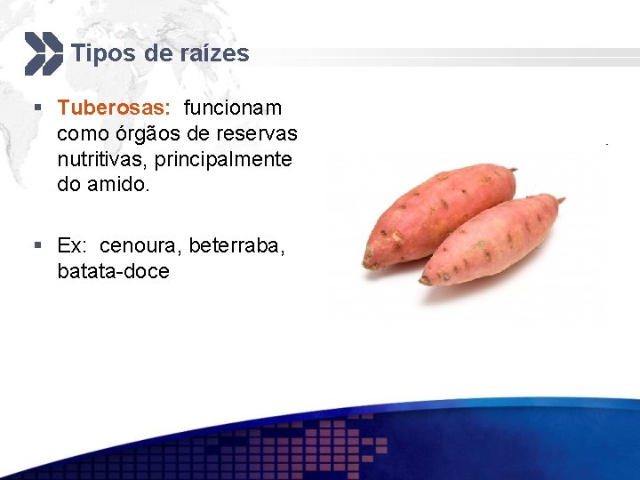 Tipos de raízes § Tuberosas: funcionam como órgãos de reservas nutritivas, principalmente do amido.