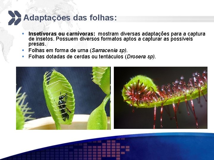 Adaptações das folhas: § Insetívoras ou carnívoras: mostram diversas adaptações para a captura de