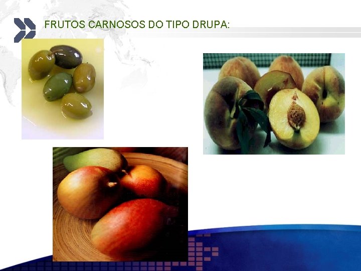 FRUTOS CARNOSOS DO TIPO DRUPA: 