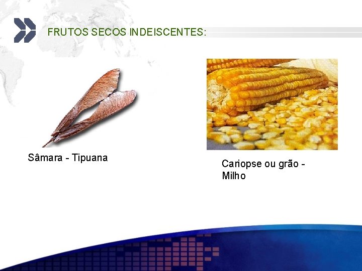 FRUTOS SECOS INDEISCENTES: Sâmara - Tipuana Cariopse ou grão Milho 