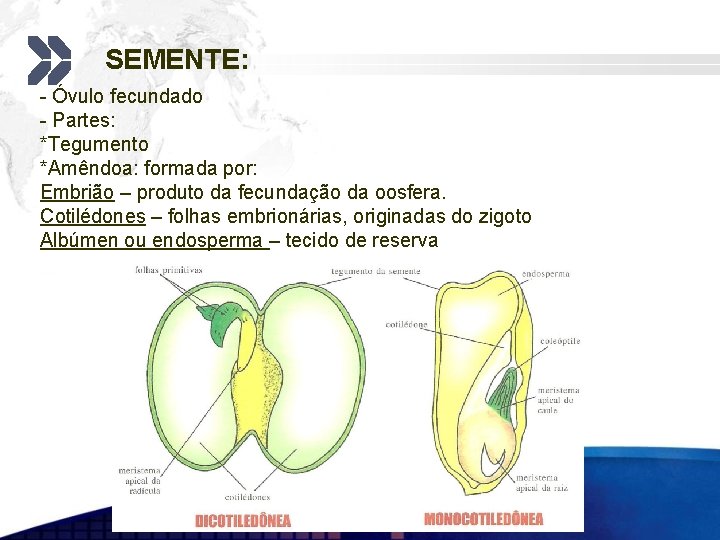 SEMENTE: - Óvulo fecundado - Partes: *Tegumento *Amêndoa: formada por: Embrião – produto da