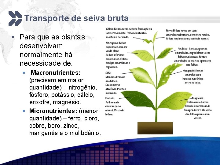 Transporte de seiva bruta § Para que as plantas desenvolvam normalmente há necessidade de: