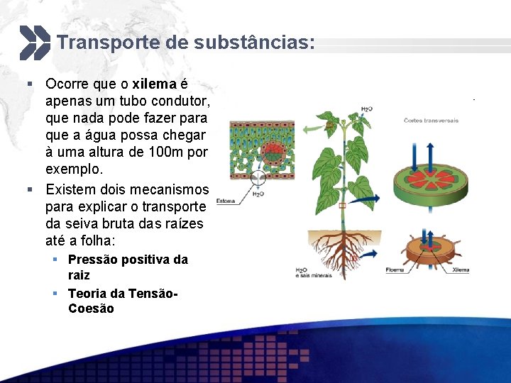 Transporte de substâncias: § Ocorre que o xilema é apenas um tubo condutor, que