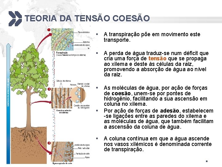 TEORIA DA TENSÃO COESÃO § A transpiração põe em movimento este transporte. § A