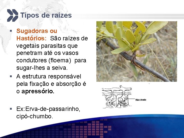 Tipos de raízes § Sugadoras ou Hastórios: São raízes de vegetais parasitas que penetram