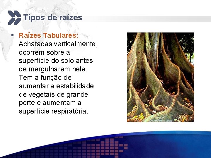 Tipos de raízes § Raízes Tabulares: Achatadas verticalmente, ocorrem sobre a superfície do solo