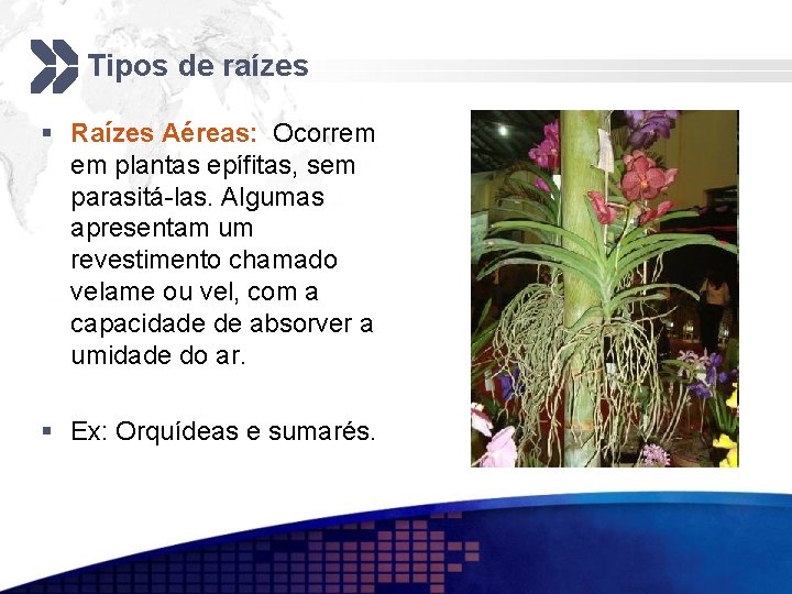 Tipos de raízes § Raízes Aéreas: Ocorrem em plantas epífitas, sem parasitá-las. Algumas apresentam