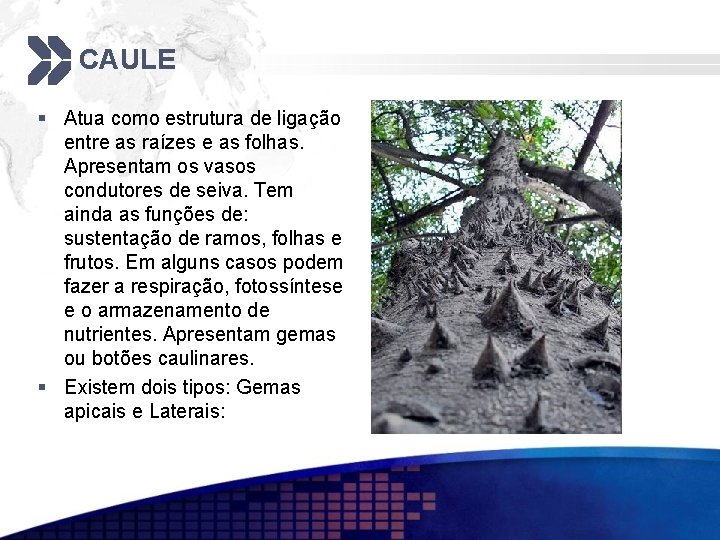 CAULE § Atua como estrutura de ligação entre as raízes e as folhas. Apresentam