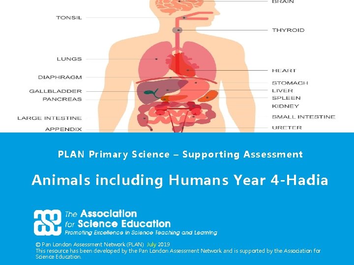 PLAN Primary Science – Supporting Assessment Animals including Humans Year 4 -Hadia © Pan