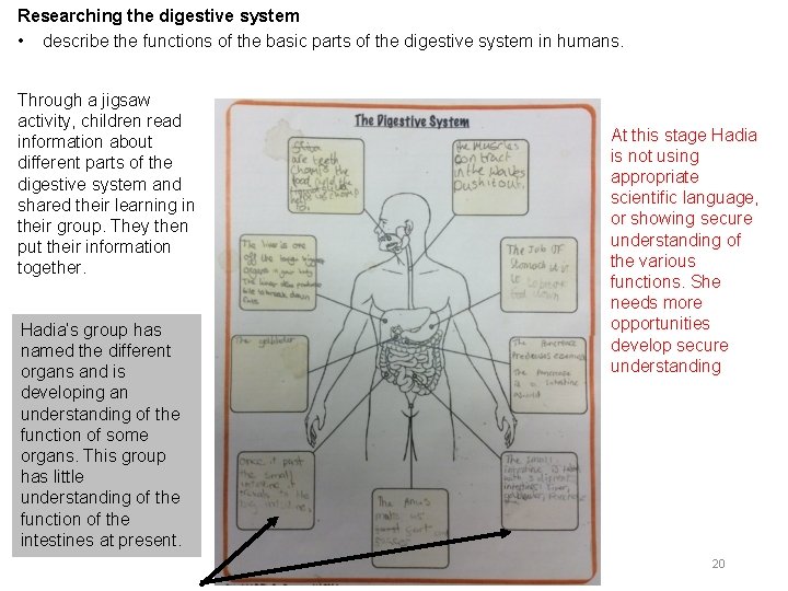 Researching the digestive system • describe the functions of the basic parts of the