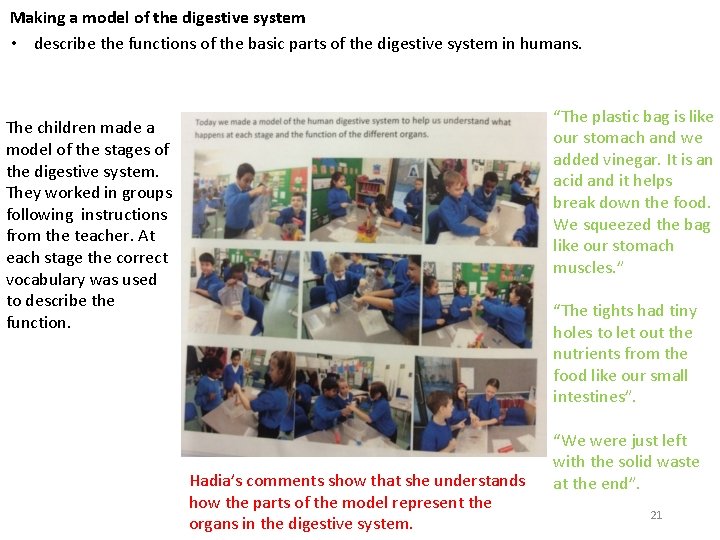 Making a model of the digestive system • describe the functions of the basic