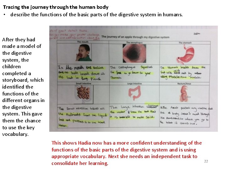 Tracing the journey through the human body • describe the functions of the basic