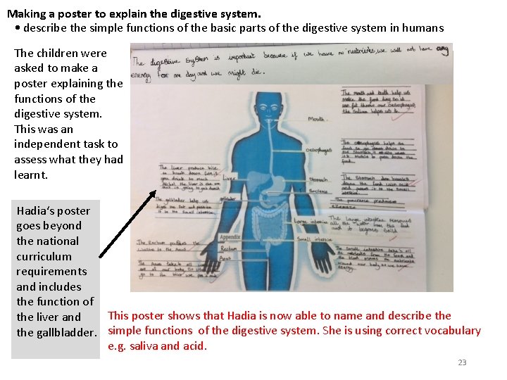 Making a poster to explain the digestive system. • describe the simple functions of