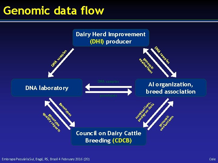 Genomic data flow Dairy Herd Improvement (DHI) producer s s pe rt ty po