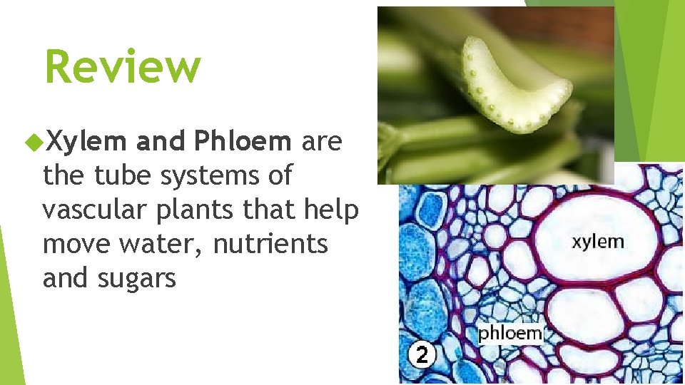 Review Xylem and Phloem are the tube systems of vascular plants that help move