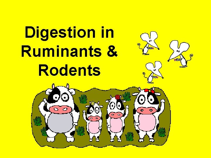 Digestion in Ruminants & Rodents 