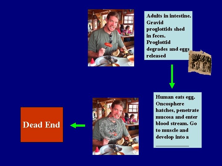 Adults in intestine. Gravid proglottids shed in feces. Proglottid degrades and eggs released Dead