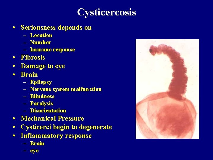 Cysticercosis • Seriousness depends on – Location – Number – Immune response • Fibrosis