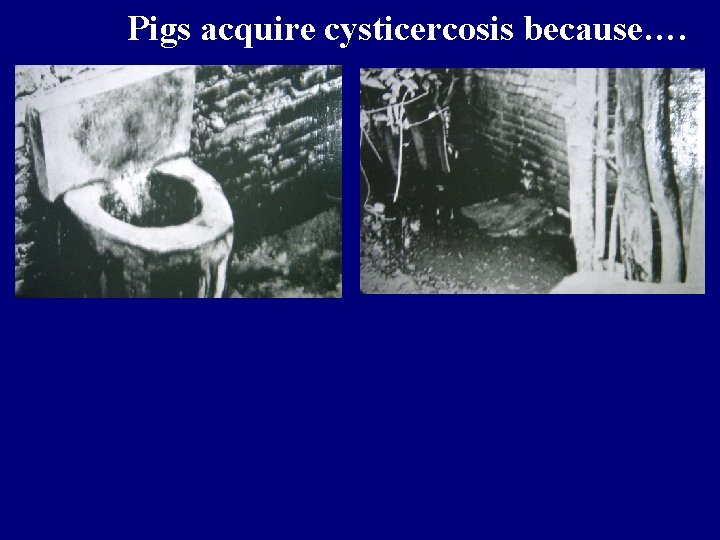 Pigs acquire cysticercosis because…. 