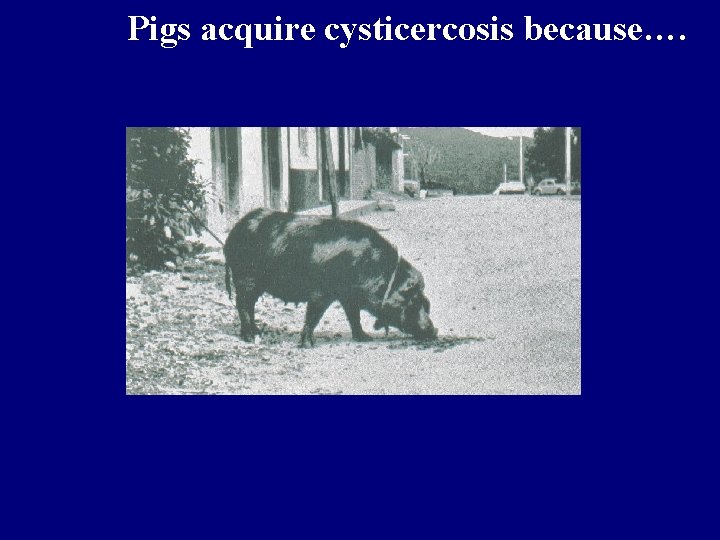 Pigs acquire cysticercosis because…. 