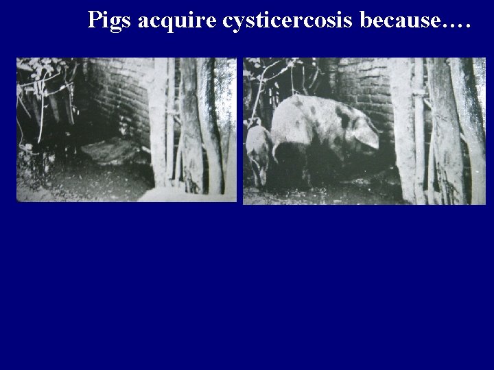 Pigs acquire cysticercosis because…. 