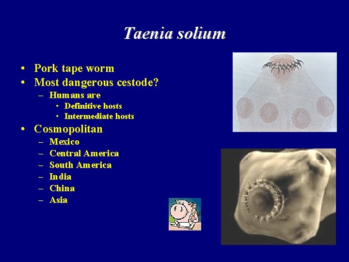 Taenia solium • Pork tape worm • Most dangerous cestode? – Humans are •