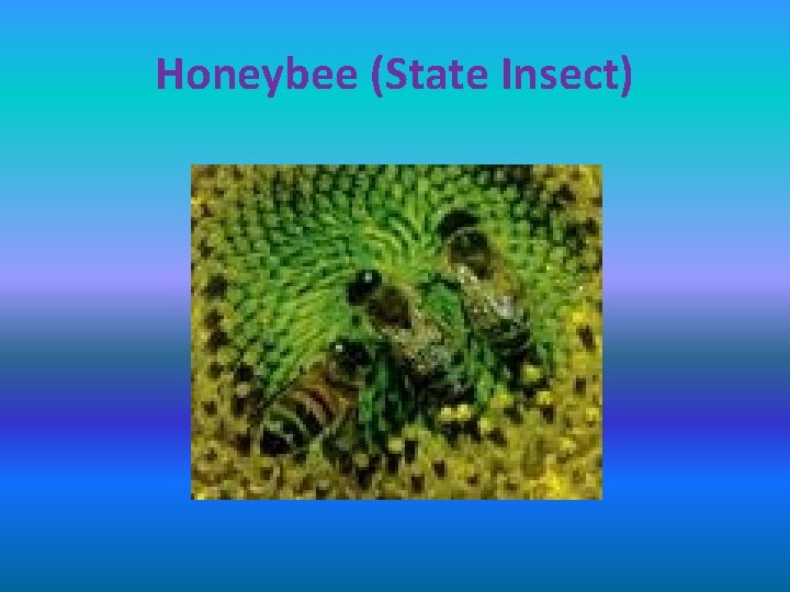 Honeybee (State Insect) 