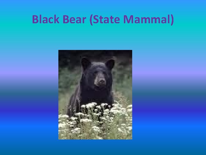 Black Bear (State Mammal) 