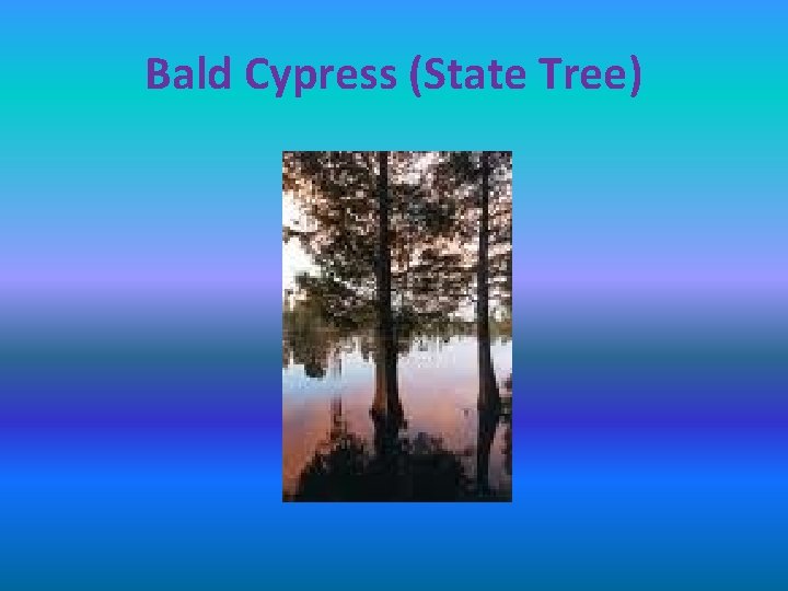 Bald Cypress (State Tree) 
