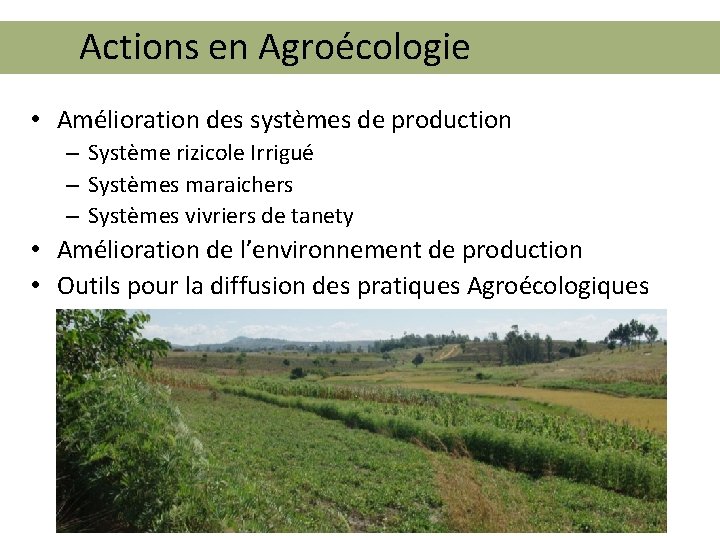 Actions en Agroécologie • Amélioration des systèmes de production – Système rizicole Irrigué –