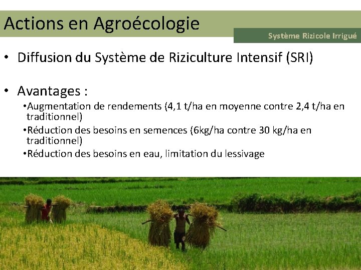 Actions en Agroécologie Système Rizicole Irrigué • Diffusion du Système de Riziculture Intensif (SRI)