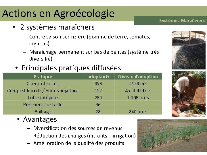 Actions en Agroécologie • 2 systèmes maraîchers – Contre saison sur rizière (pomme de