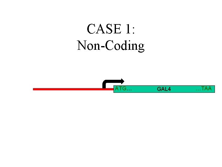 CASE 1: Non-Coding ATG… GAL 4 …TAA 