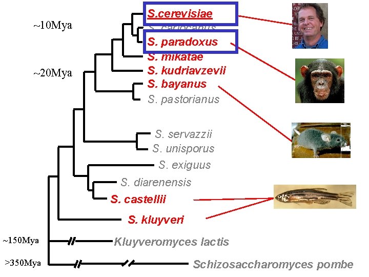 ~10 Mya ~20 Mya S. cerevisiae S. cariocanus S. paradoxus S. mikatae S. kudriavzevii