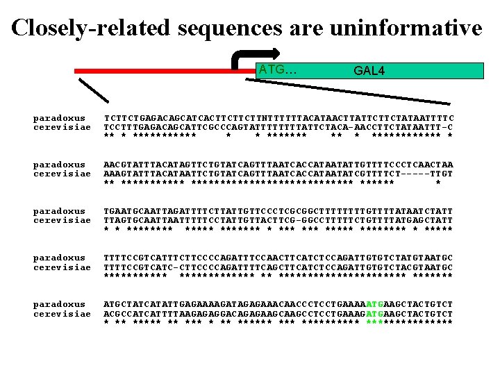 Closely-related sequences are uninformative ATG… GAL 4 paradoxus cerevisiae TCTTCTGAGACAGCATCACTTCTTCTTNTTTTTTACATAACTTATTCTTCTATAATTTTC TCCTTTGAGACAGCATTCGCCCAGTATTTTATTCTACA-AACCTTCTATAATTT-C ** * *******