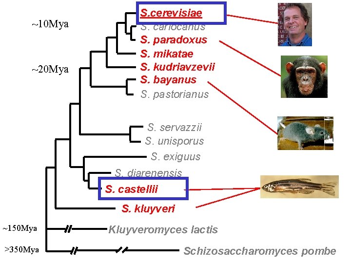 ~10 Mya ~20 Mya S. cerevisiae S. cariocanus S. paradoxus S. mikatae S. kudriavzevii