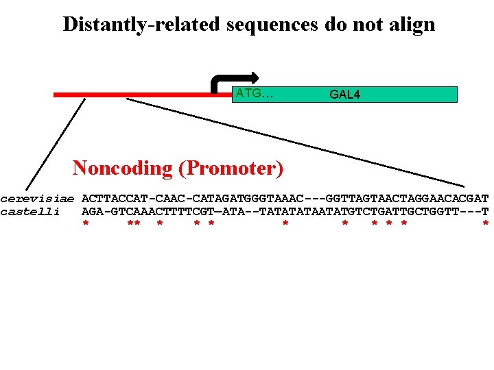 Distantly-related sequences do not align ATG… GAL 4 Noncoding (Promoter) cerevisiae ACTTACCAT-CAAC-CATAGATGGGTAAAC---GGTTAGTAACTAGGAACACGAT castelli AGA-GTCAAACTTTTCGT—ATA--TATAATATGTCTGATTGCTGGTT---T