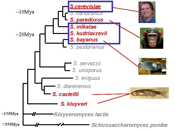 ~10 Mya ~20 Mya S. cerevisiae S. cariocanus S. paradoxus S. mikatae S. kudriavzevii