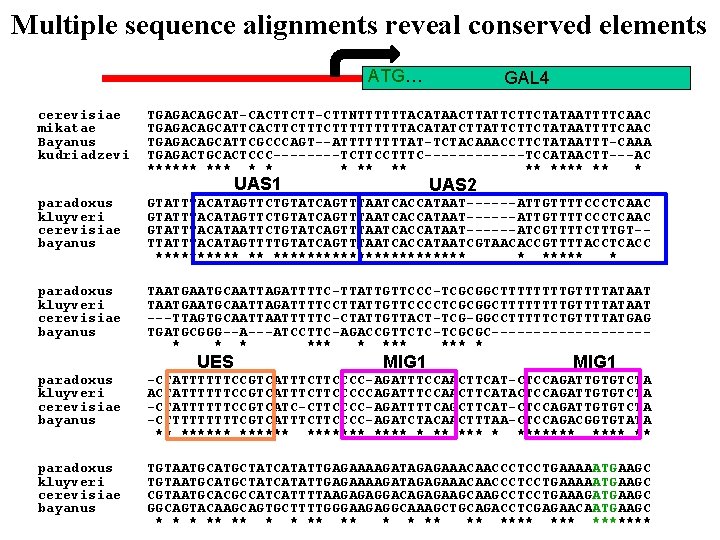 Multiple sequence alignments reveal conserved elements ATG… cerevisiae mikatae Bayanus kudriadzevi GAL 4 TGAGACAGCAT-CACTTCTT-CTTNTTTTTTACATAACTTATTCTTCTATAATTTTCAAC