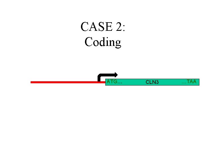 CASE 2: Coding ATG… CLN 3 …TAA 