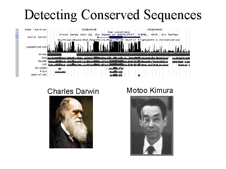 Detecting Conserved Sequences Charles Darwin Motoo Kimura 