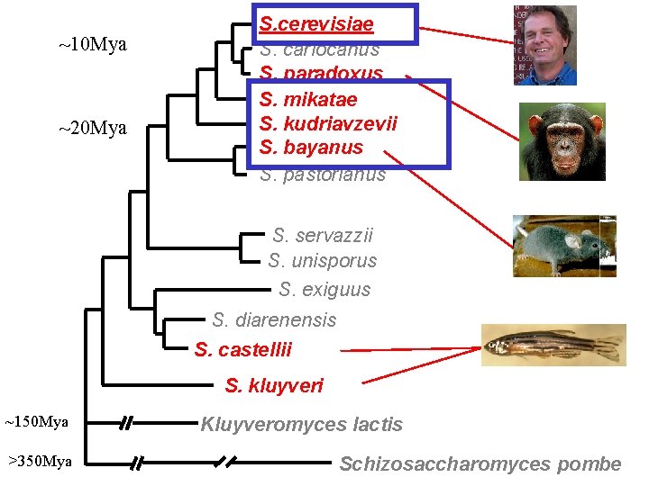 ~10 Mya ~20 Mya S. cerevisiae S. cariocanus S. paradoxus S. mikatae S. kudriavzevii