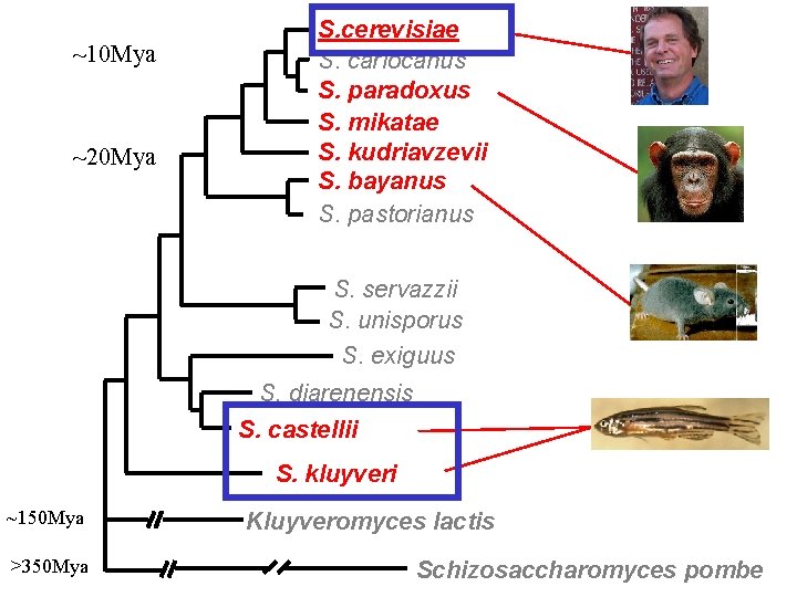 ~10 Mya ~20 Mya S. cerevisiae S. cariocanus S. paradoxus S. mikatae S. kudriavzevii