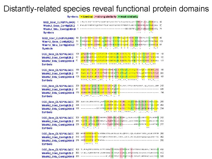 Distantly-related species reveal functional protein domains 
