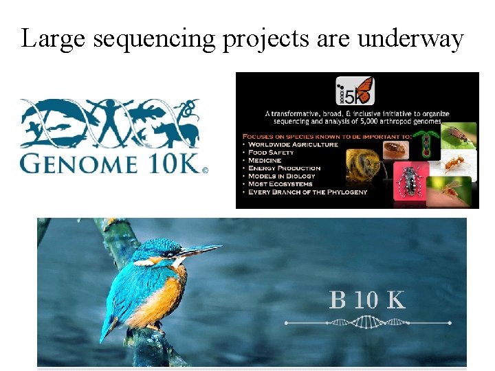 Large sequencing projects are underway 